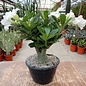 Adenium obesum  cv. `Pure White` XL