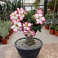 Adenium obesum  cv. Picotee XL