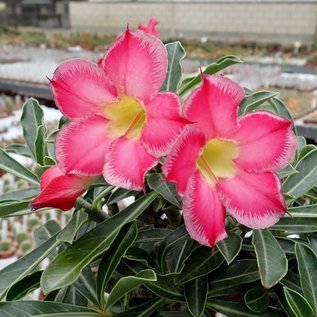 Adenium obesum  cv. Border