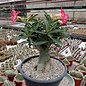 Adenium obesum  cv. Border