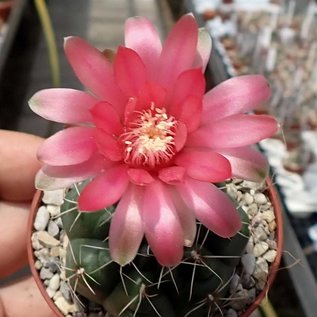 Gymnocalycium baldianum