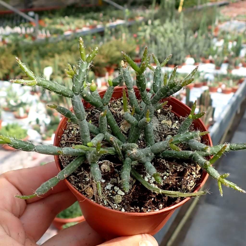 Rhipsalis coralloides Uhlig Kakteen Über 5000 verschiedene Arten
