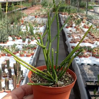 Rhipsalis burchellii