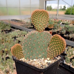 Opuntia basilaris cv. Moab      (dw)