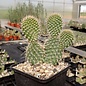 Opuntia hystricina cv. Hamm      (dw)