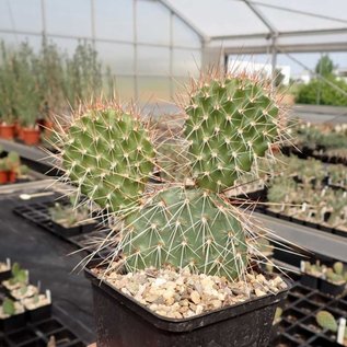 Opuntia hystricina cv. Hanau      (dw)