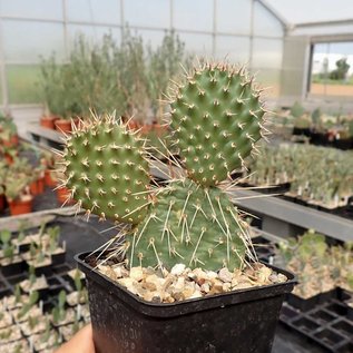 Opuntia hystricina cv. Heide      (dw)