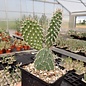 Opuntia hystricina cv. Helgoland      (dw)