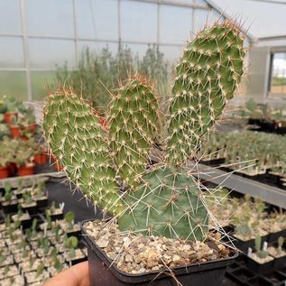 Opuntia hystricina  MUG 119 Pima Co., Süd-Arizona, USA    (dw)