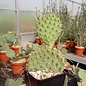 Opuntia phaeacantha  v. albispina     (dw)