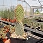 Opuntia strigil cv. Kurt      (dw)