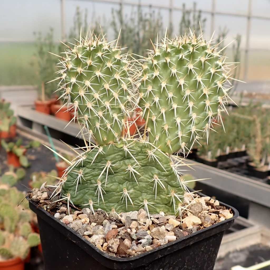Opuntia hystricina v. nicholii (dw) Uhlig Kakteen Über 5000