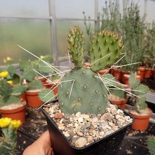 Opuntia phaeacantha v. longispina      (dw)