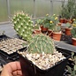 Opuntia polyacantha   Powell, Wyoming, Blüte gelb, hart bis -20°C    (dw)