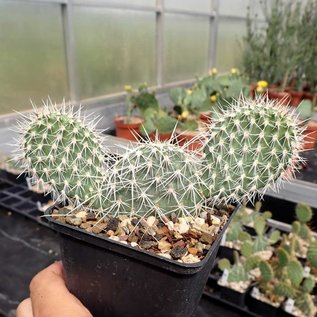 Opuntia polyacantha cv. Albispina      (dw)