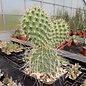 Opuntia polyacantha var. trichophora      (dw)