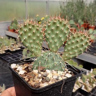 Opuntia polyacantha v. juniperina cv. Oettingen  Keams Canyon, Arizona, USA    (dw)