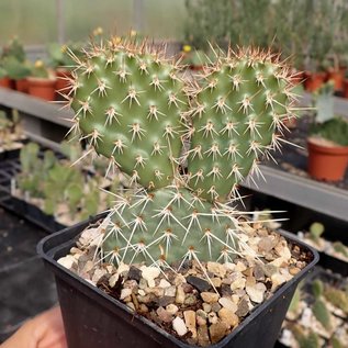 Opuntia polyacantha v. juniperina LZ 536 Buckskin Mnts., Kaibab, Arizona, USA, 1900 m    (dw)