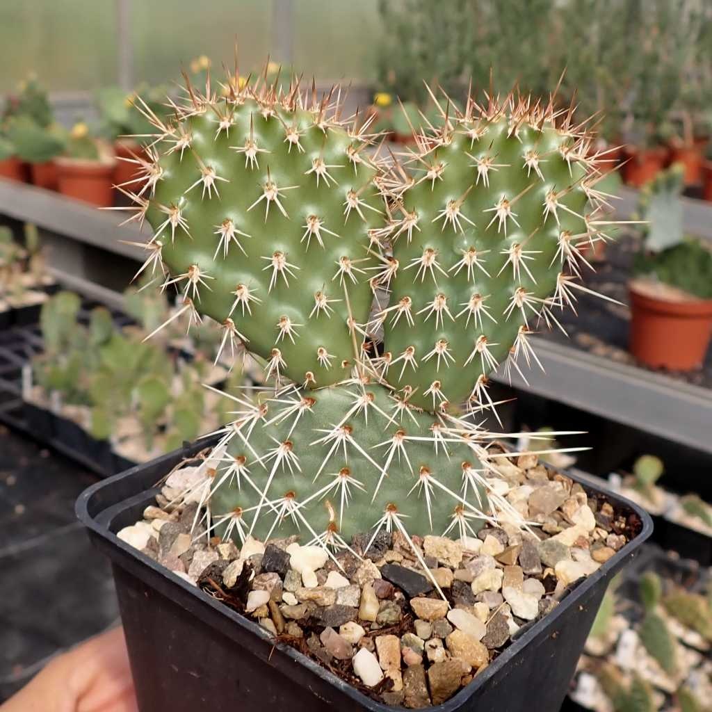 Opuntia polyacantha v. juniperina LZ 536 (dw) Uhlig Kakteen Über