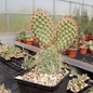 Opuntia polyacantha cv. rufispina  Gunlock, Utah, USA    (dw)