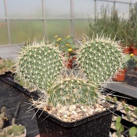 Opuntia polyacantha   Bandelier National Monument, Santa Fe, New Mexico, USA, 1900 m     (dw)