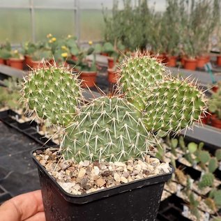 Opuntia polyacantha cv. Linz      (dw)