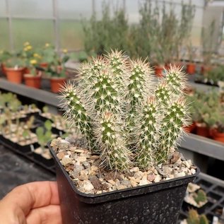 Opuntia polyacantha cv. Peter Pan      (dw)