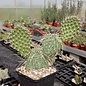 Opuntia polyacantha cv. Wibke      (dw)