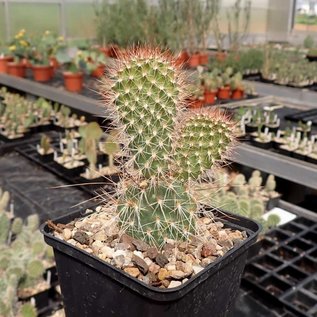 Opuntia hystricina cv. Cactusmania      (dw)