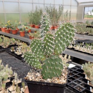 Opuntia hystricina cv. Franz Schenk      (dw)