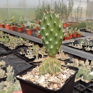 Opuntia polyacantha Hybr.      (dw)