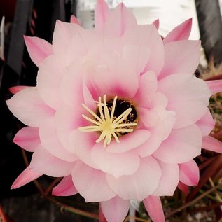 Trichocereus-Hybr. Abendrot x Wüstenglut x Andenken an Dr. Strauch