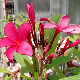 Plumeria-Hybr. Red India