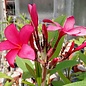 Plumeria-Hybr. Red India