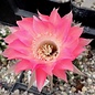 Echinopsis-Hybr. Rheingau  Rheingold 218