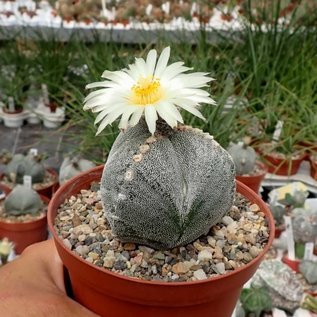 Astrophytum myriostigma cv. tricostata