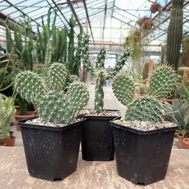 Ofrecer cactus resistentes
