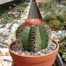 Melocactus matanzanus mit Cephalium