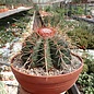 Melocactus ernestii mit Cephalium