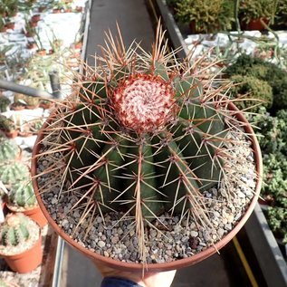 Melocactus ernestii mit Cephalium