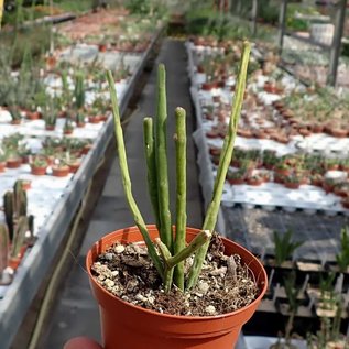 Rhipsalis floccosa ssp. pittieri