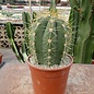 Trichocereus terscheckii