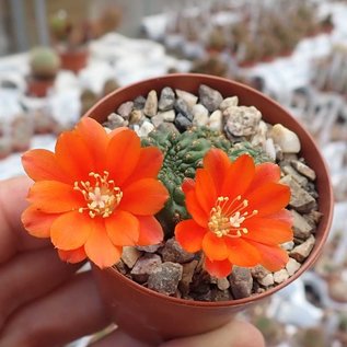 Rebutia  mandingaensis  HJ 421