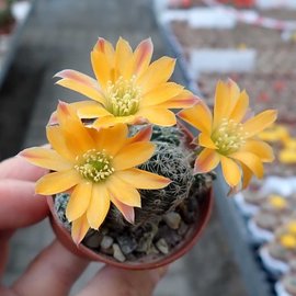 Rebutia knizei   Pazna-Bolivien