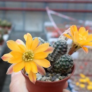 Rebutia knizei   Pazna-Bolivien