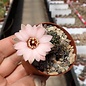 Rebutia eos  L 541c Tafne, Jujuy, 3600- 3800 m,