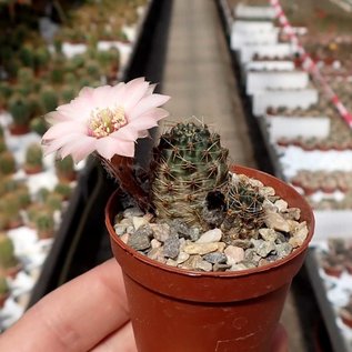 Rebutia eos  L 541c Tafne, Jujuy, 3600- 3800 m,