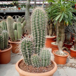 Pachycereus pringlei Cardon XL