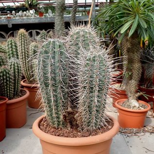 Pachycereus pringlei Cardon XL