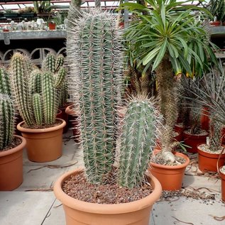 Pachycereus pringlei Cardon XL